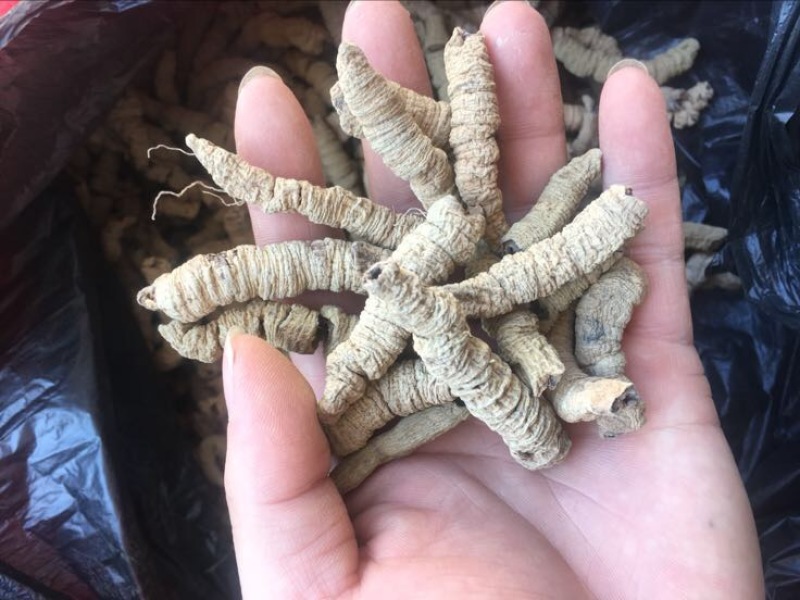 巴戟天一级