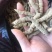 巴戟天一级