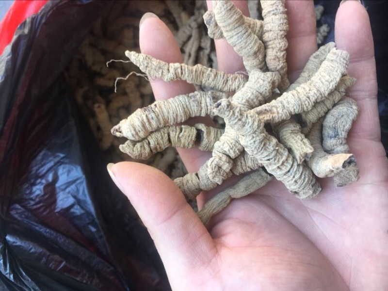 巴戟天一级