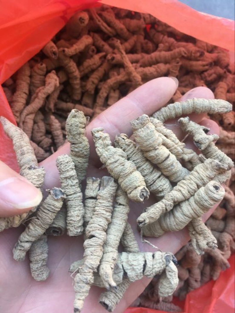 巴戟天一级