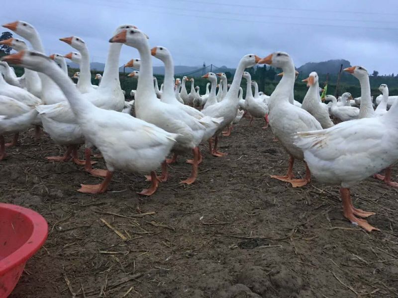 狮头鹅苗250g以上