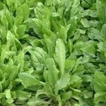 菊苣种子净籽包发芽,成活率高。包邮量大从优