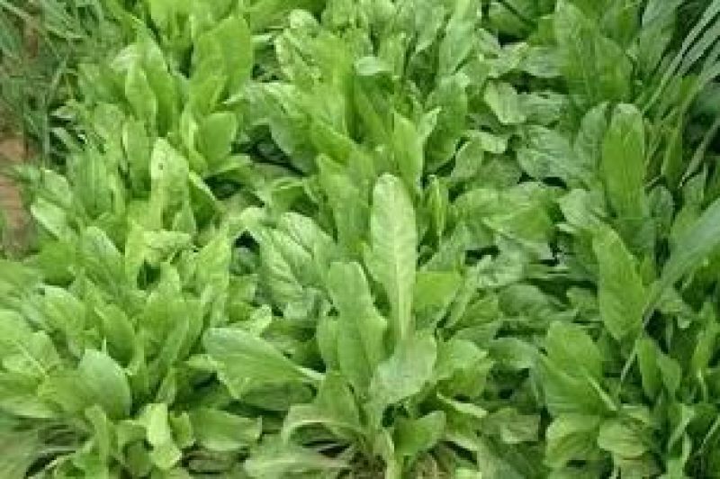 菊苣种子净籽包发芽，成活率高。包邮量大从优