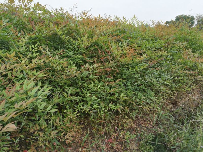 南天竹30~50cm