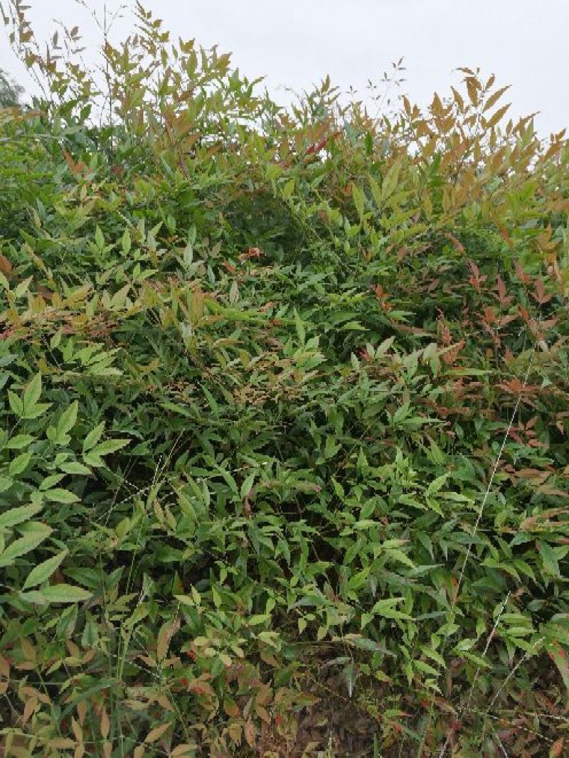红叶南天竹30~50cm