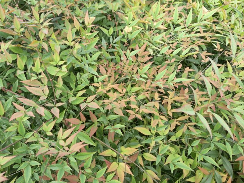 红叶南天竹30~50cm