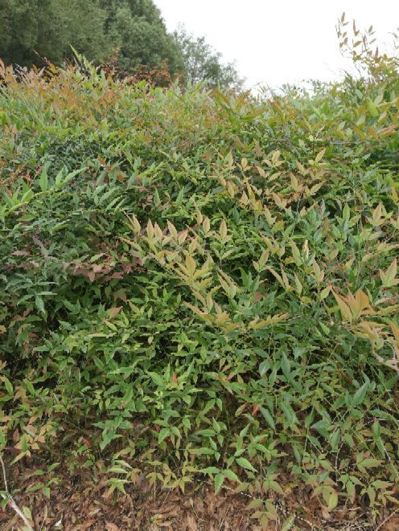 红叶南天竹30~50cm