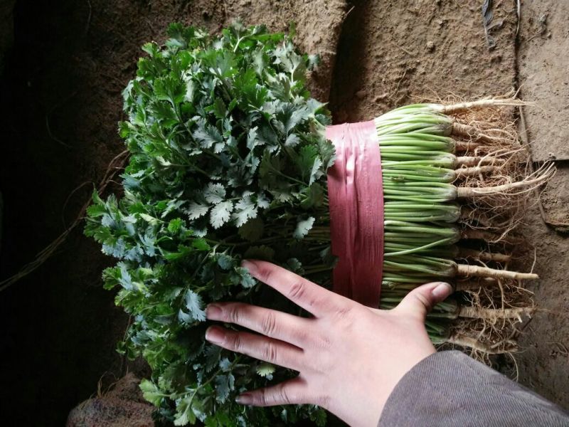 香菜，精品香菜，大量上市，电商，通货，精品香菜