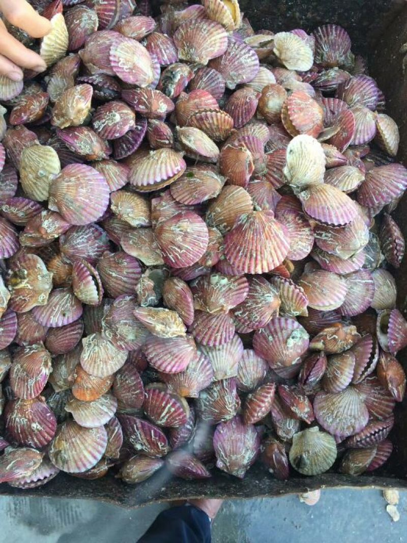 扇贝食用鲜活0.1只/kg以下