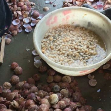 扇贝食用鲜活0.1只/kg以下