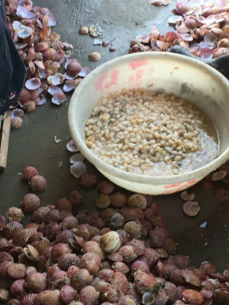 扇贝食用鲜活0.1只/kg以下
