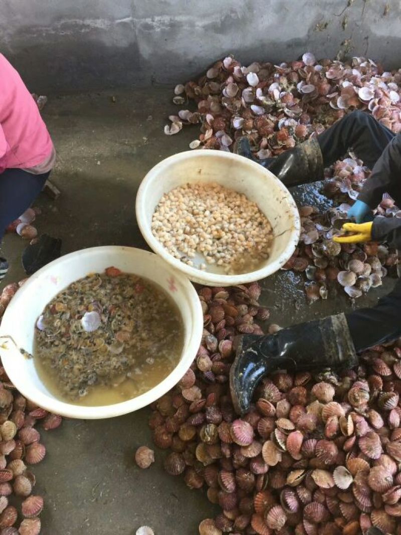 扇贝食用鲜活0.1只/kg以下