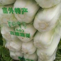 黄心白菜4~6斤短棵平头阳春三月。