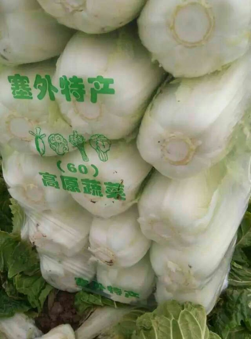 黄心白菜4~6斤短棵平头阳春三月。