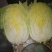 黄心白菜4~6斤短棵平头阳春三月。