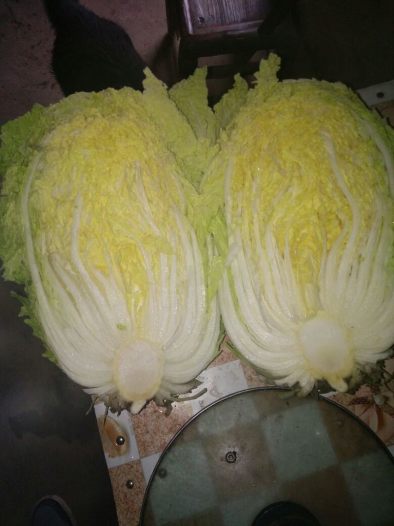 黄心白菜4~6斤短棵平头阳春三月。