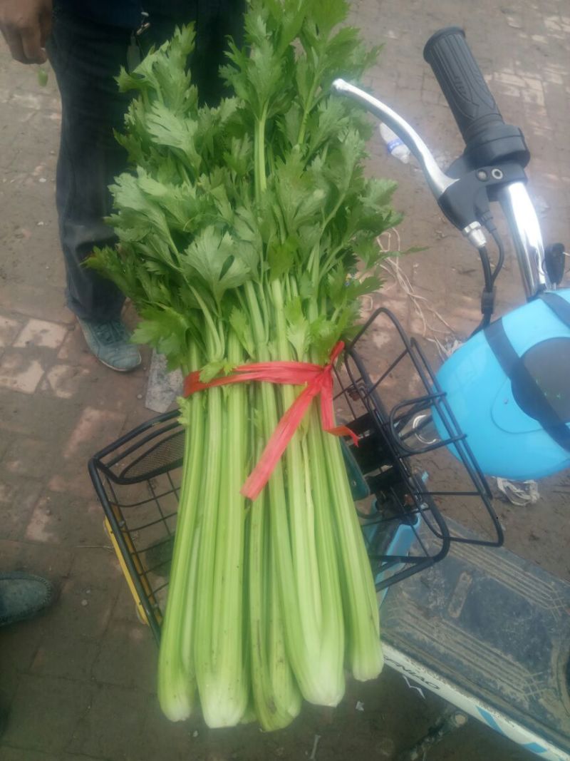 芹菜70cm以上饶阳县芹菜颜色好菜好质量好不空心