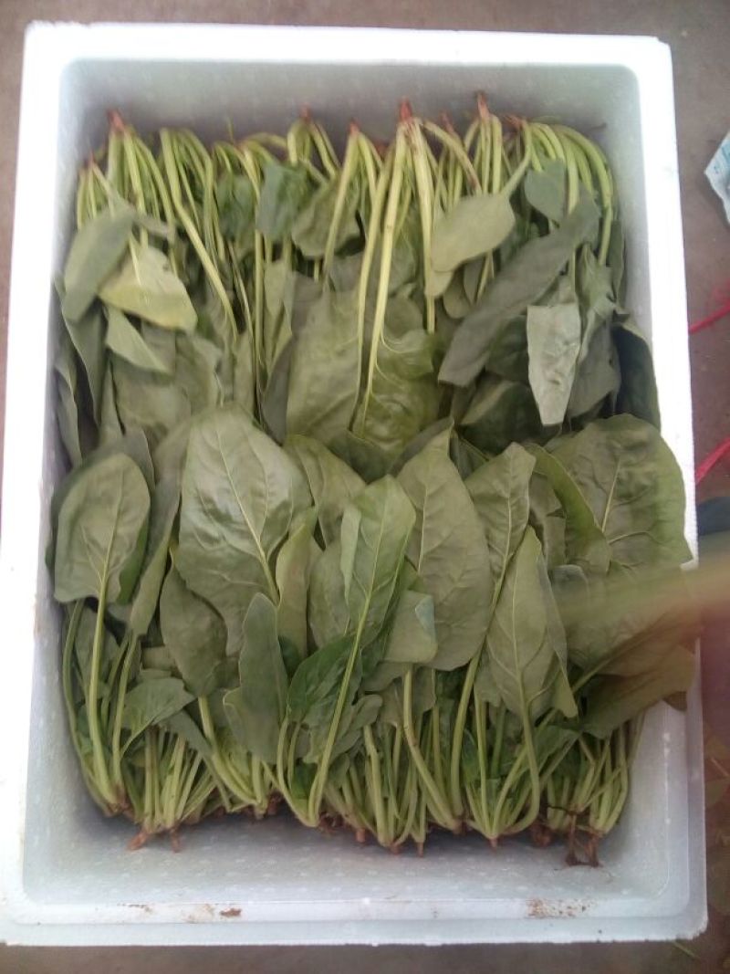 菠菜20~25厘米本地长年供应各种蔬菜