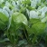 菠菜20~25厘米本地长年供应各种蔬菜