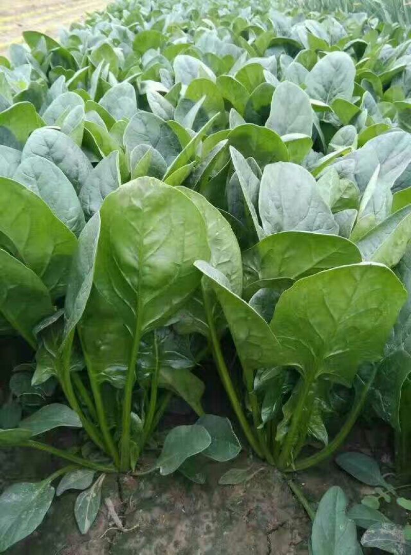 菠菜20~25厘米本地长年供应各种蔬菜