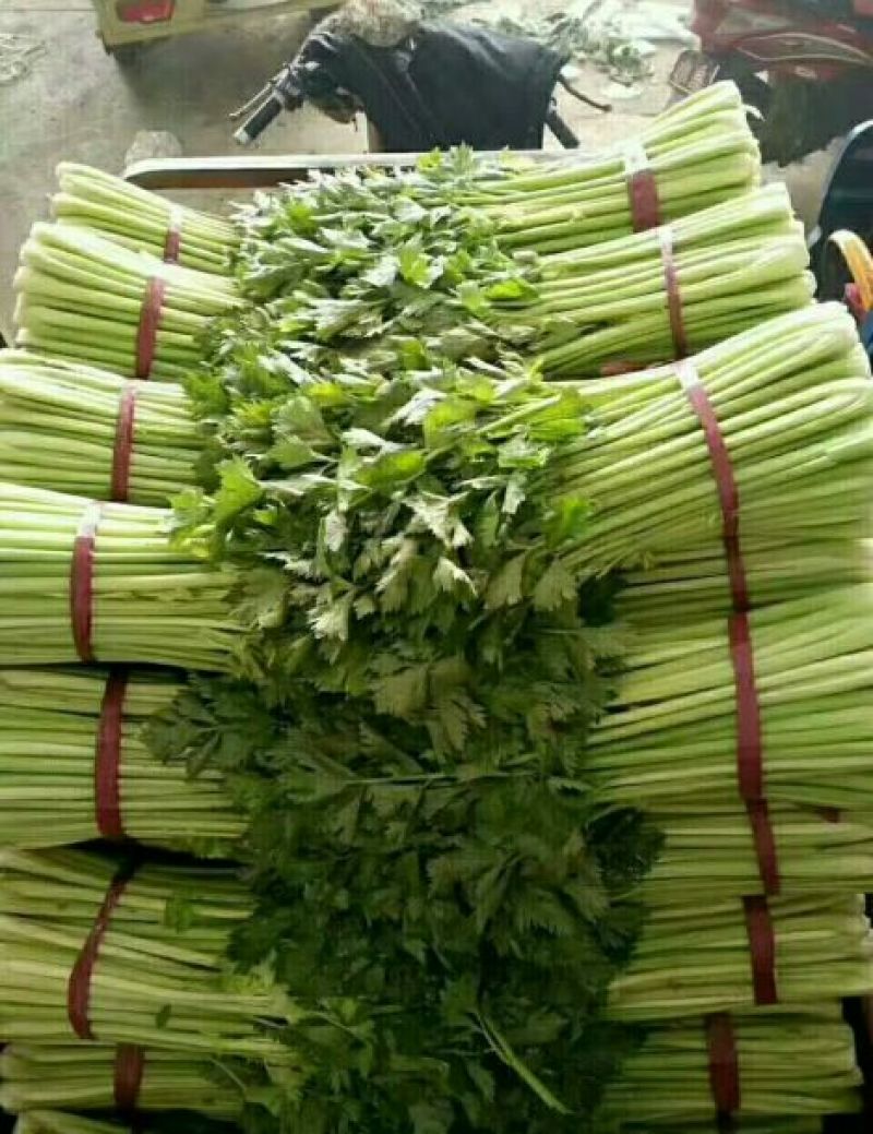 本地精品芹菜，质量有保证，产地真供，专业包装团队