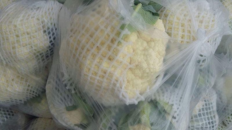 河北省唐山市乐亭县有机菜花大量上市！需要的老板联系