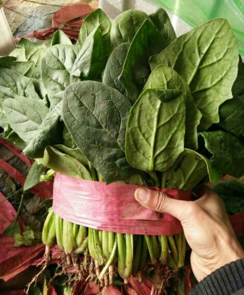 本地精品芹菜，质量有保证，产地真供，专业包装团队
