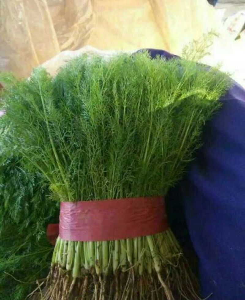 本地精品芹菜，质量有保证，产地真供，专业包装团队