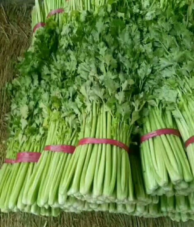 本地精品芹菜，质量有保证，产地真供，专业包装团队
