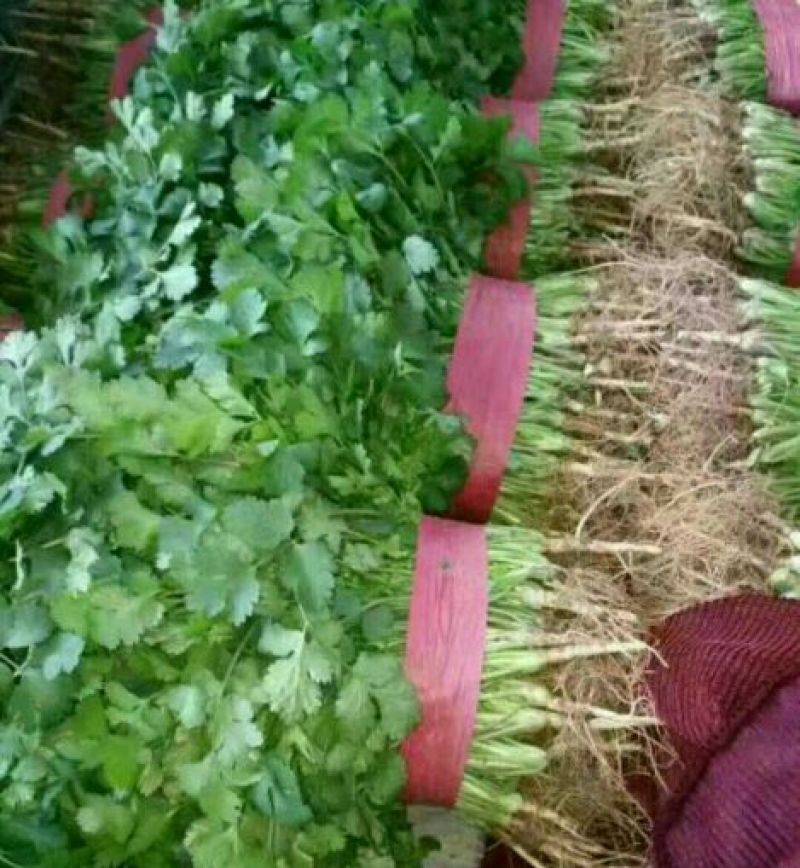 本地精品芹菜，质量有保证，产地真供，专业包装团队