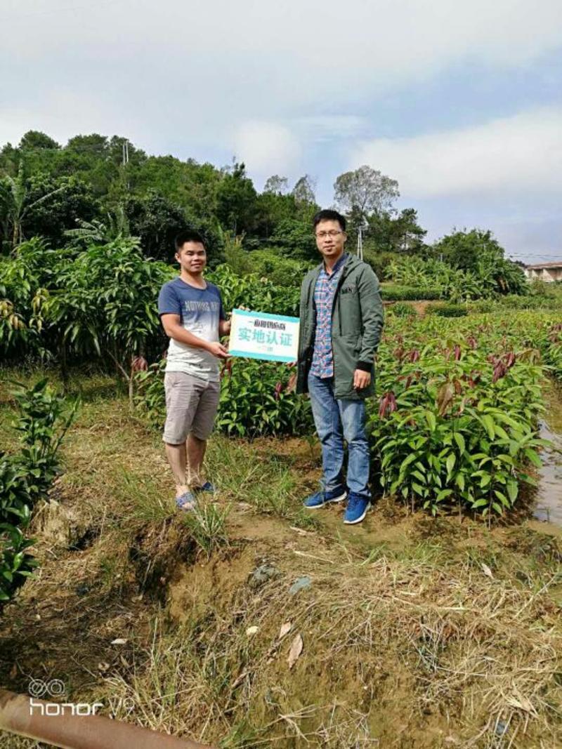 凤梨释迦苗2棵包邮