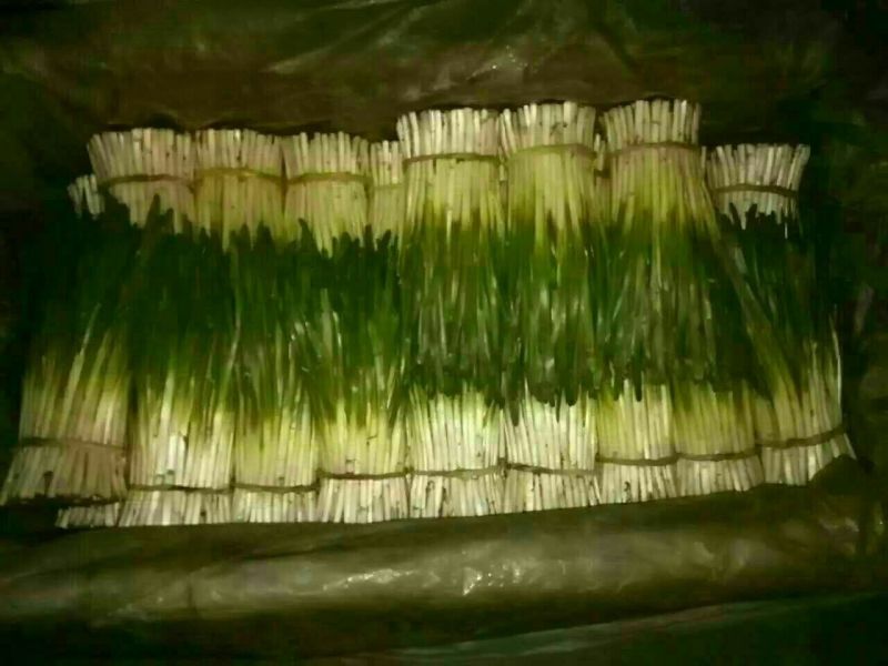 太白韭菜头茬，全国发货，口感醇香，欢迎选购