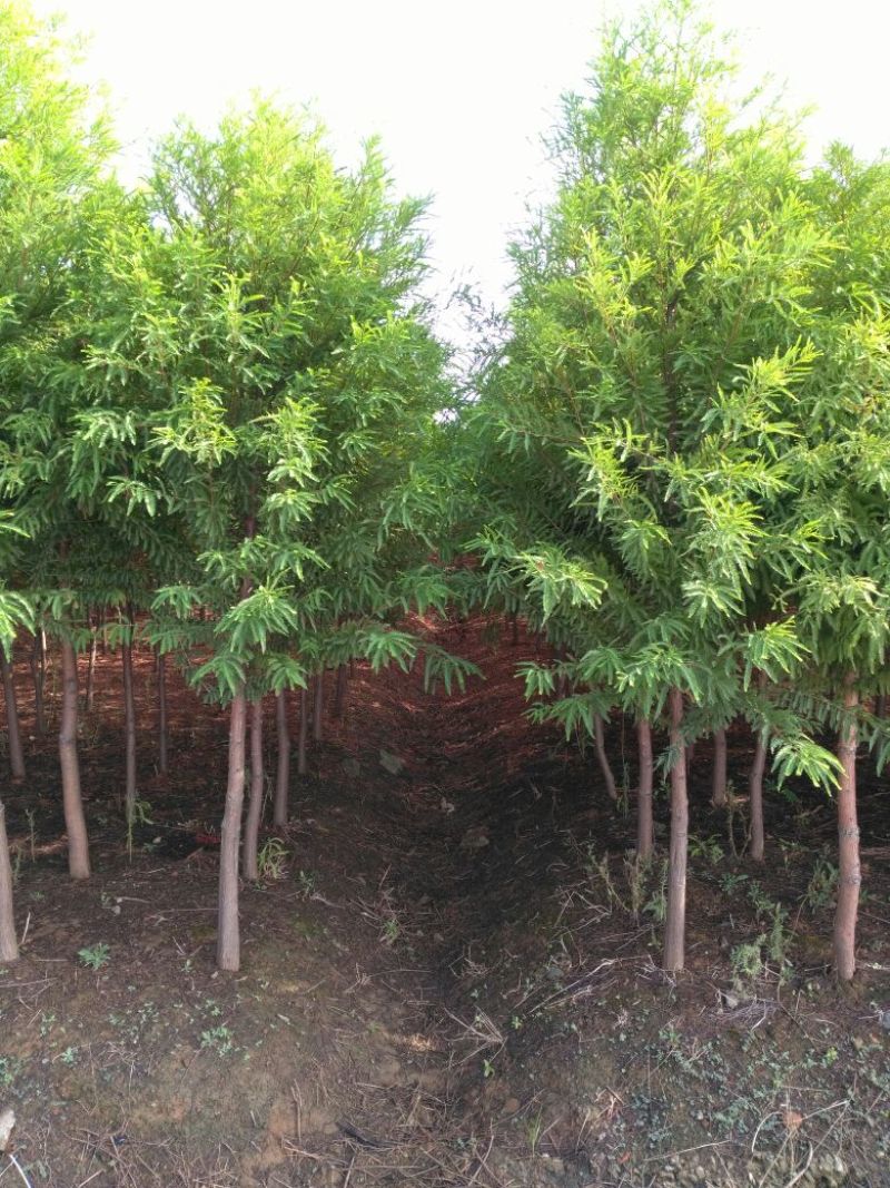 中山杉直径8厘米粗