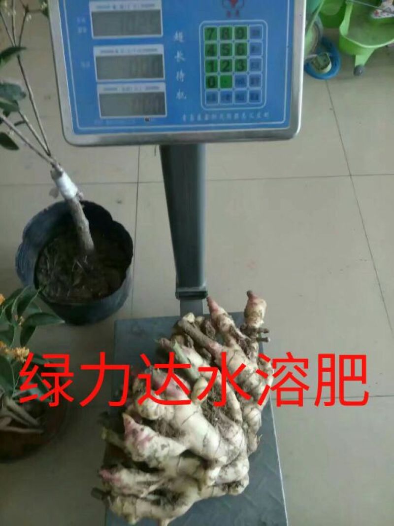 山东省潍坊市安丘市面姜2两以上带土