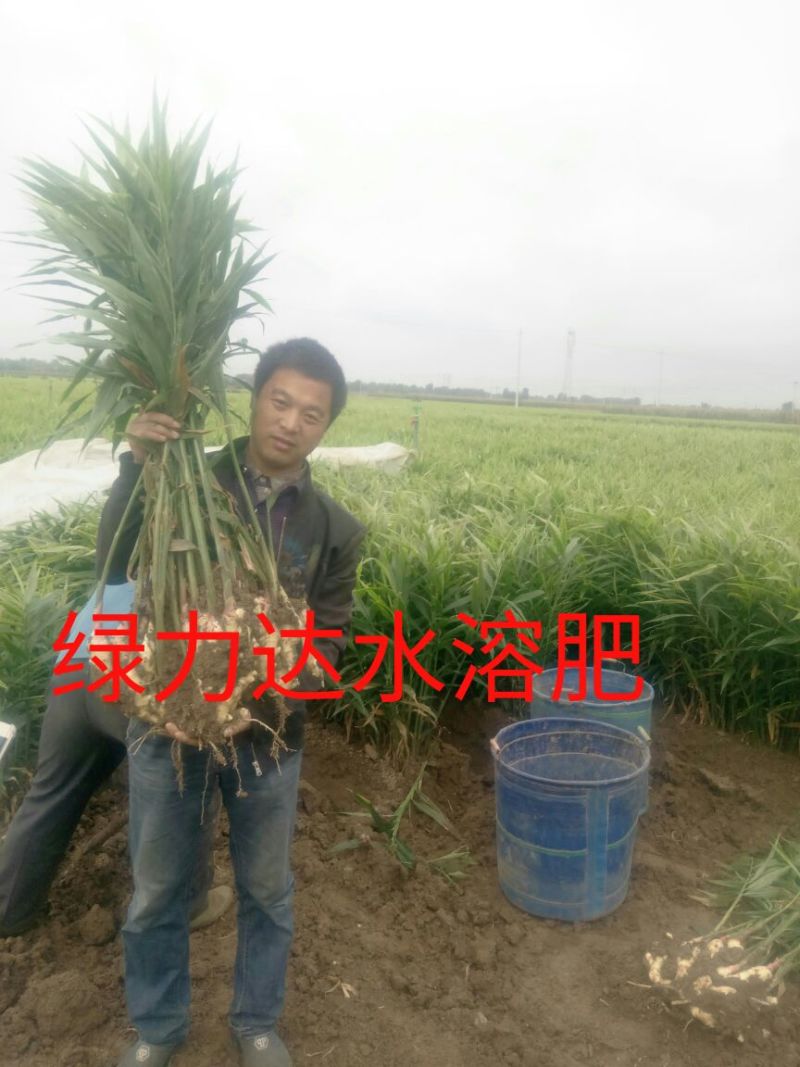山东省潍坊市安丘市面姜2两以上带土