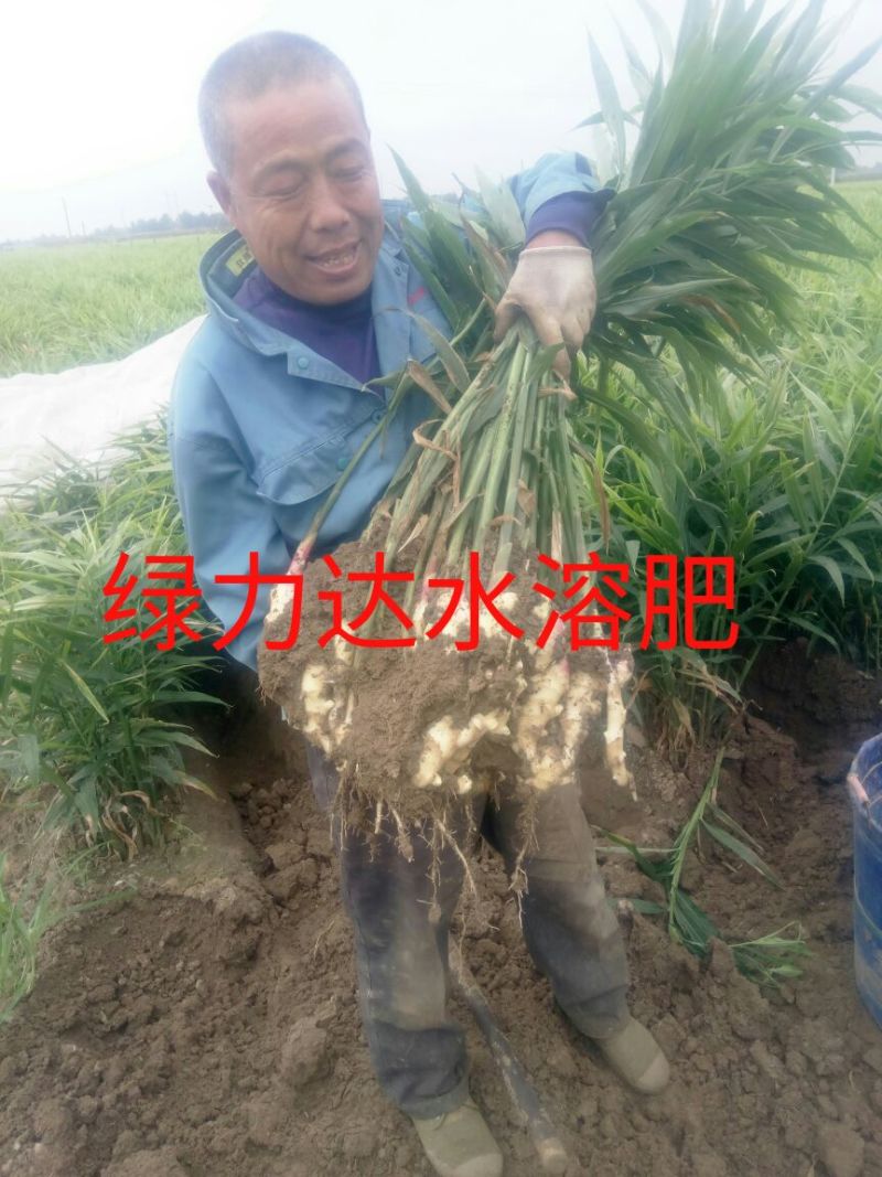 山东省潍坊市安丘市面姜2两以上带土