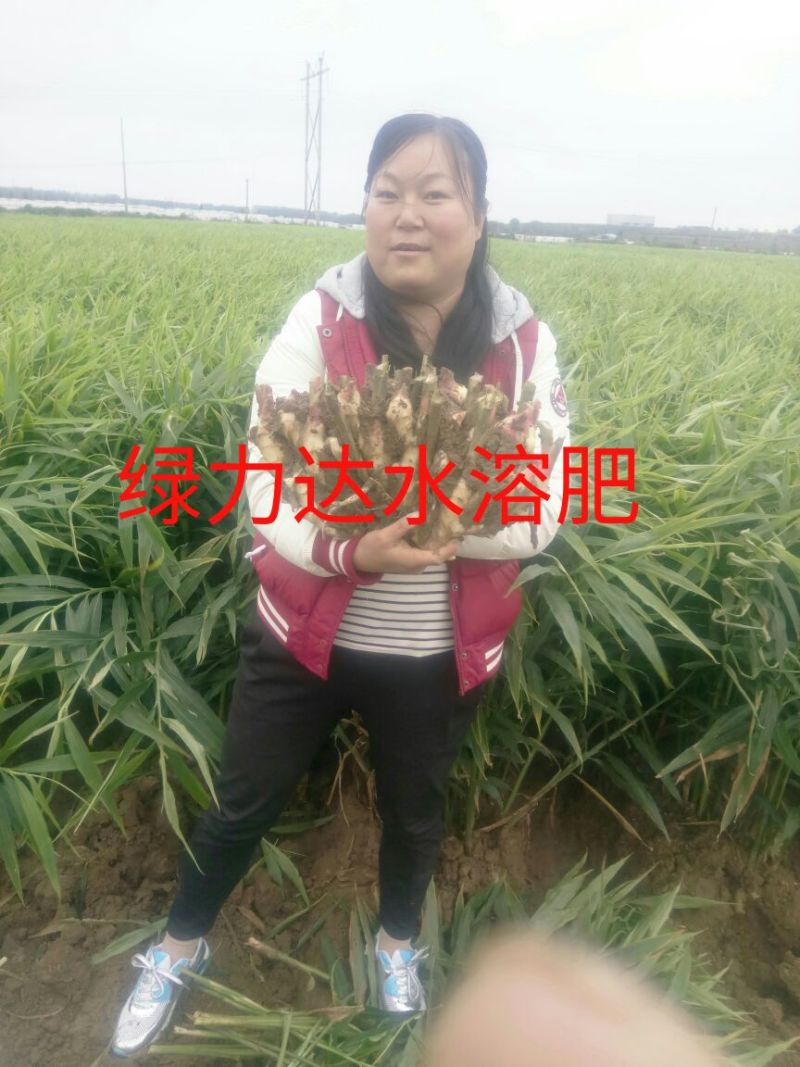 山东省潍坊市安丘市面姜2两以上带土