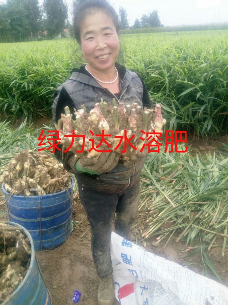 山东省潍坊市安丘市面姜2两以上带土