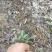 白芍种苗