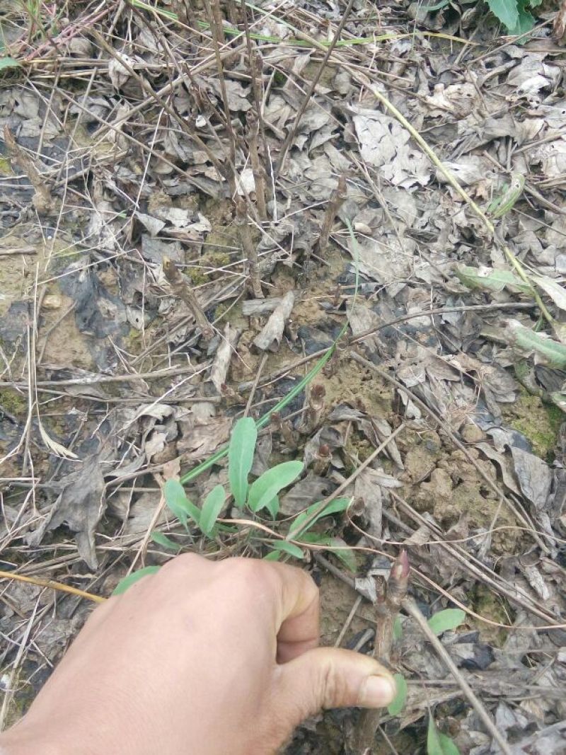 白芍种苗