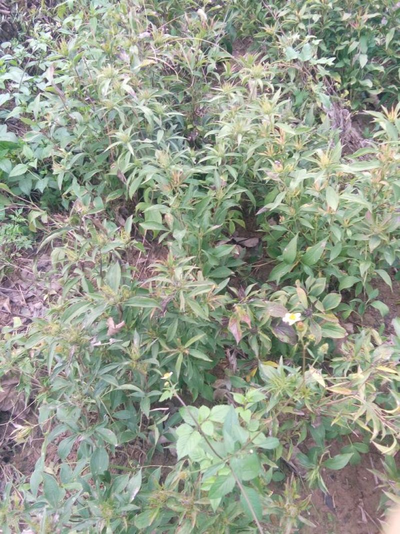 白芍种苗