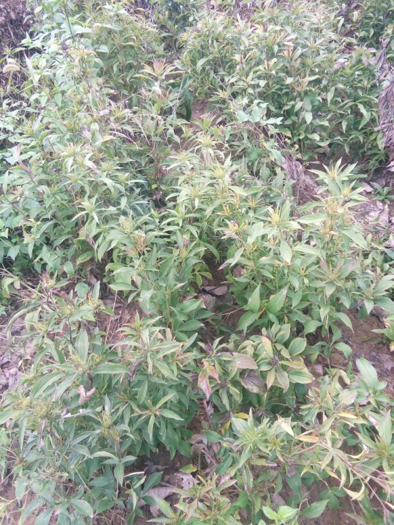牡丹苗10cm以下