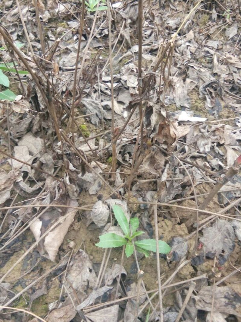 牡丹苗10cm以下