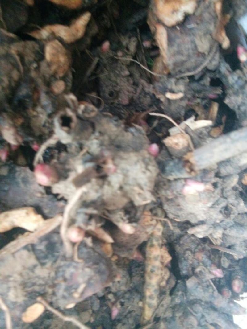 牡丹苗10cm以下