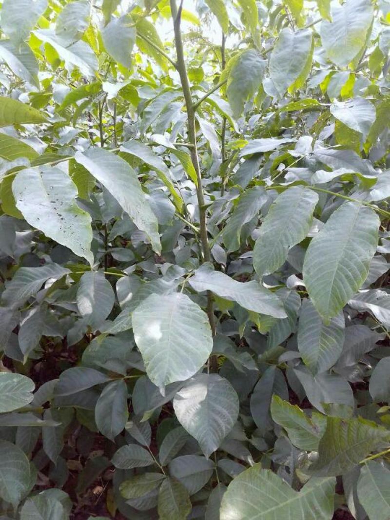 香玲辽核8518核桃苗三年苗100~200cm