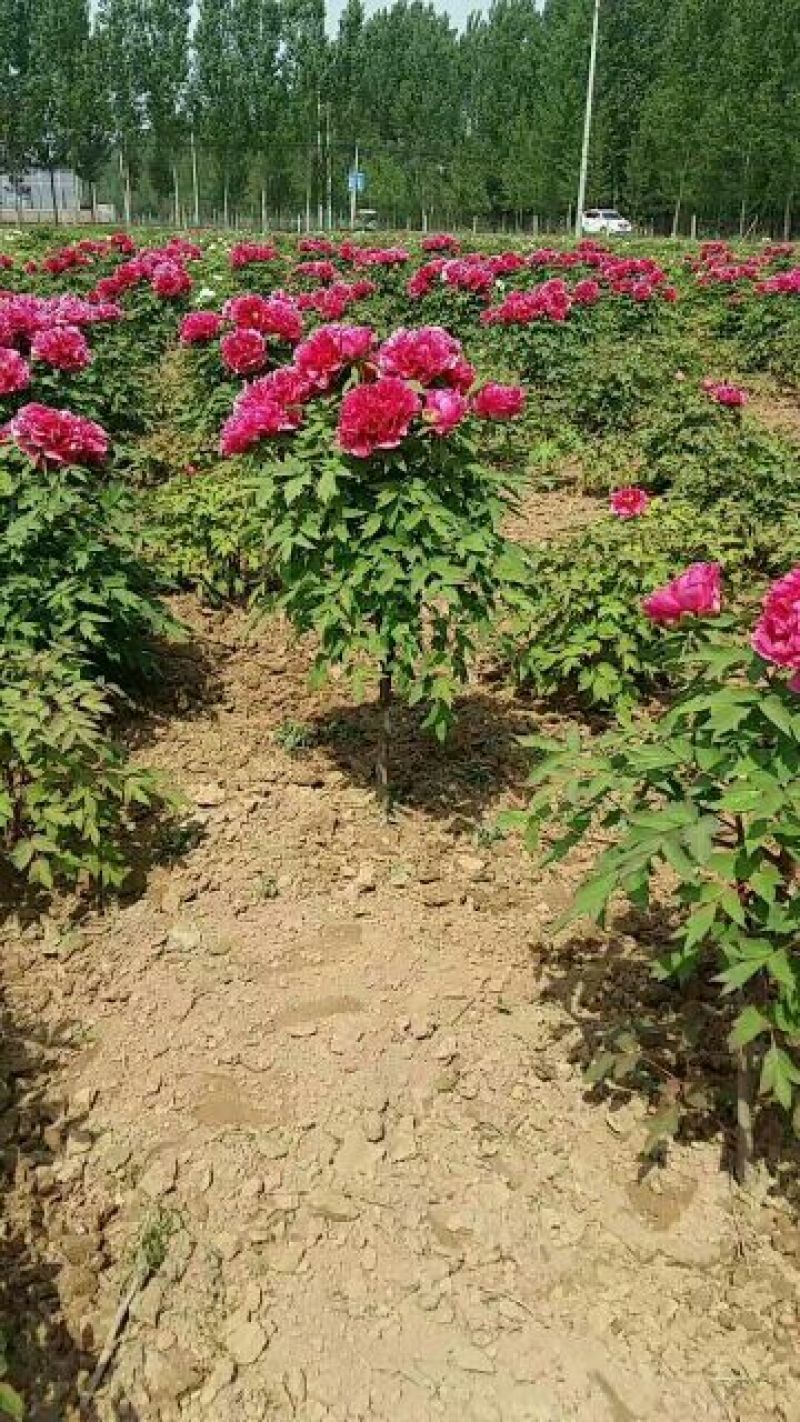 九大色系观赏牡丹批发，牡丹，盆栽牡丹，重瓣牡丹，千层牡丹