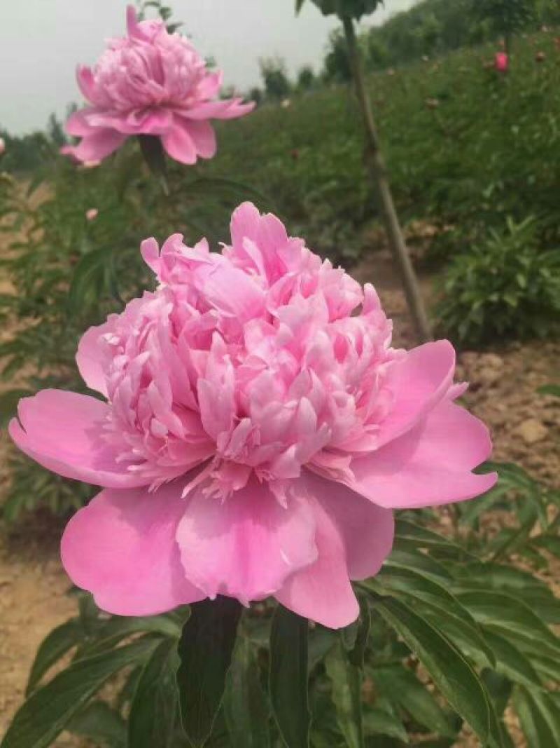 九大色系观赏牡丹批发，牡丹，盆栽牡丹，重瓣牡丹，千层牡丹