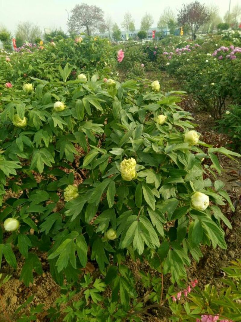 九大色系观赏牡丹批发，牡丹，盆栽牡丹，重瓣牡丹，千层牡丹