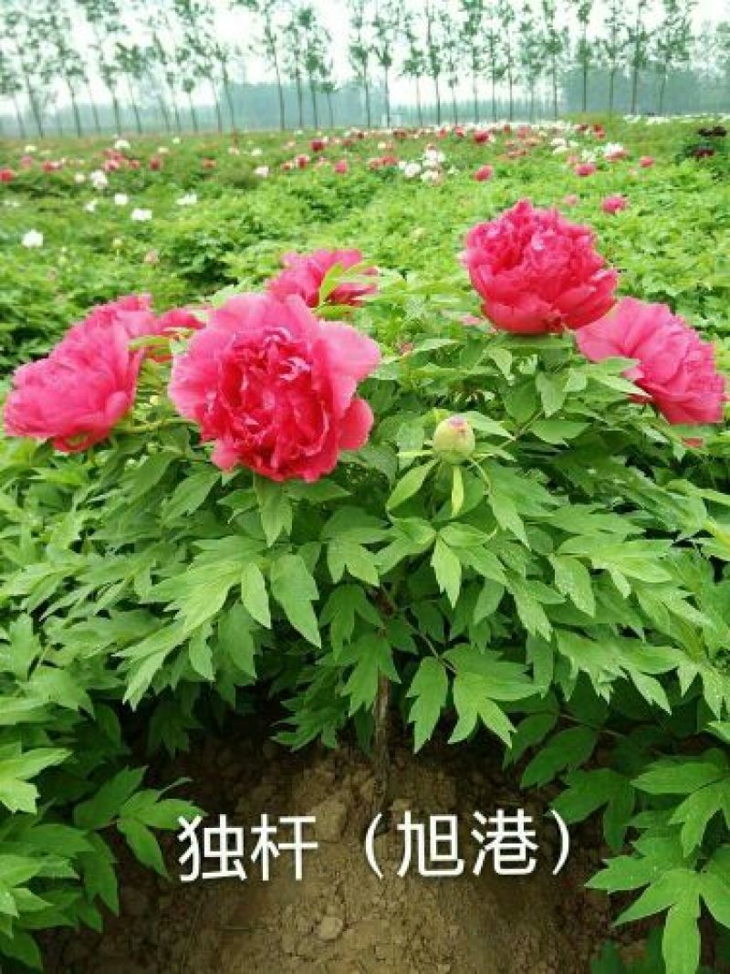 九大色系观赏牡丹批发，牡丹，盆栽牡丹，重瓣牡丹，千层牡丹