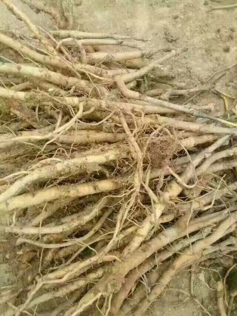 牡丹苗，牡丹苗批发，占地牡丹苗，盆栽牡丹，